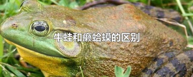 牛蛙和癞蛤蟆的区别-综合百科 深圳生活网