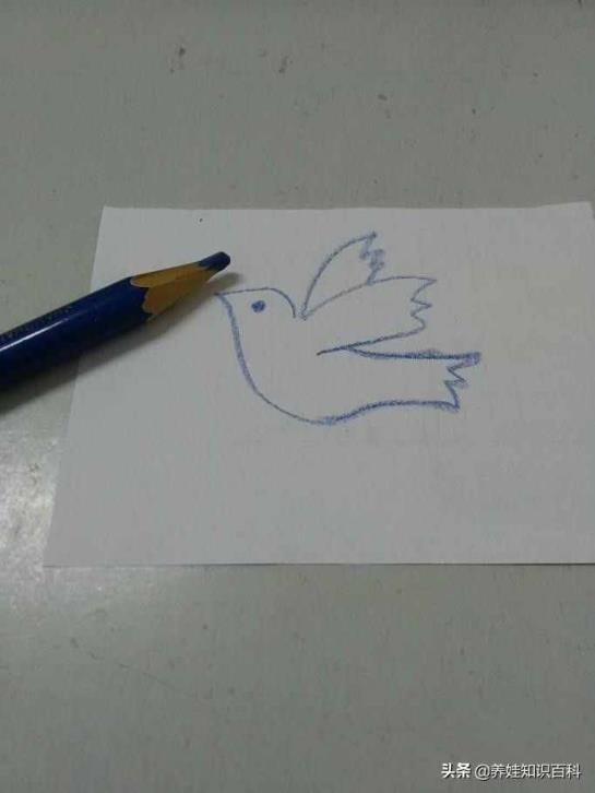 和平鸽怎么画(一笔巧画鸽子方法-综合百科 深圳生活网