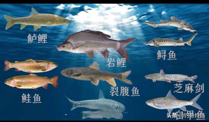 中国动物保护法（最新野生动物保护法已公布）