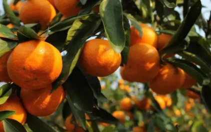 柑橘采收前如何浇水施肥3