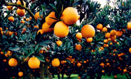 柑橘采收前如何浇水施肥