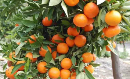 柑橘采收前如何浇水施肥2