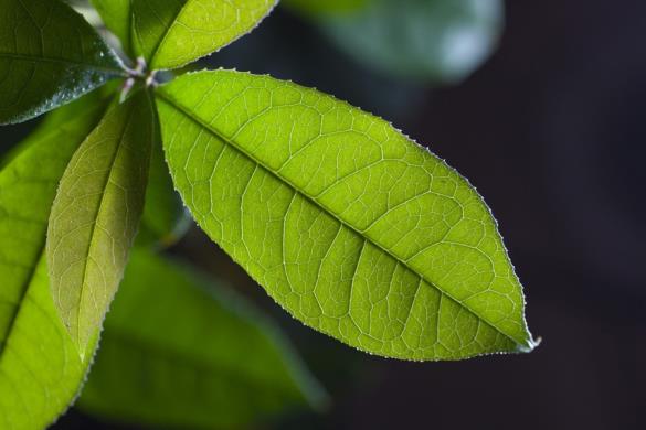 桂花叶子照片图片